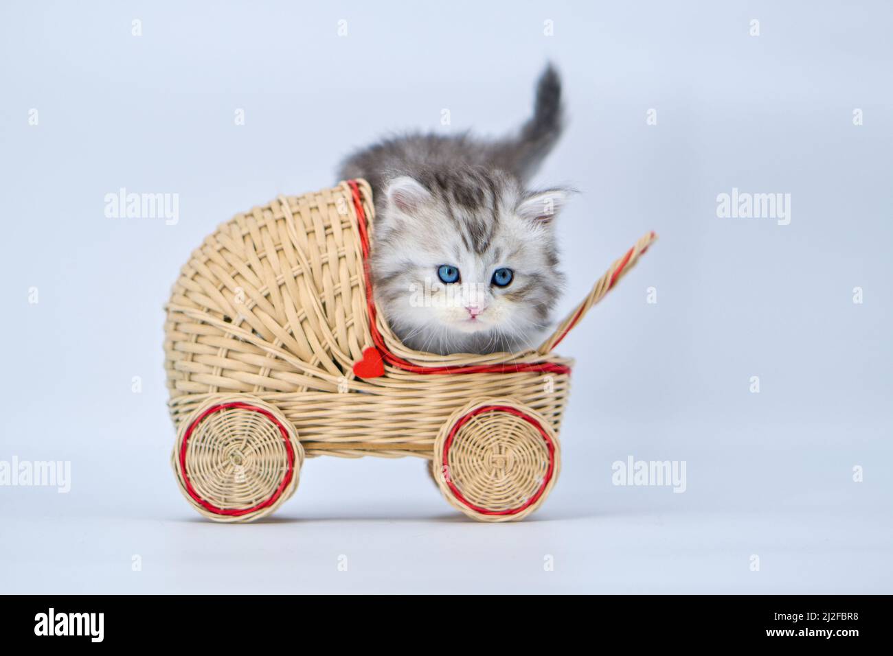Siberian kitten on a colored background with a stroller Stock Photo
