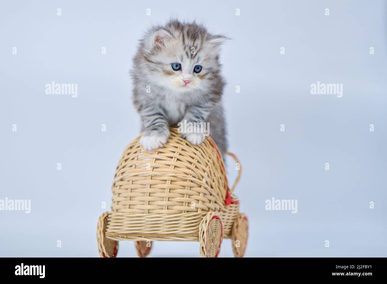 Cakyn - Siberian kitten on colored backgrounds Stock Photo