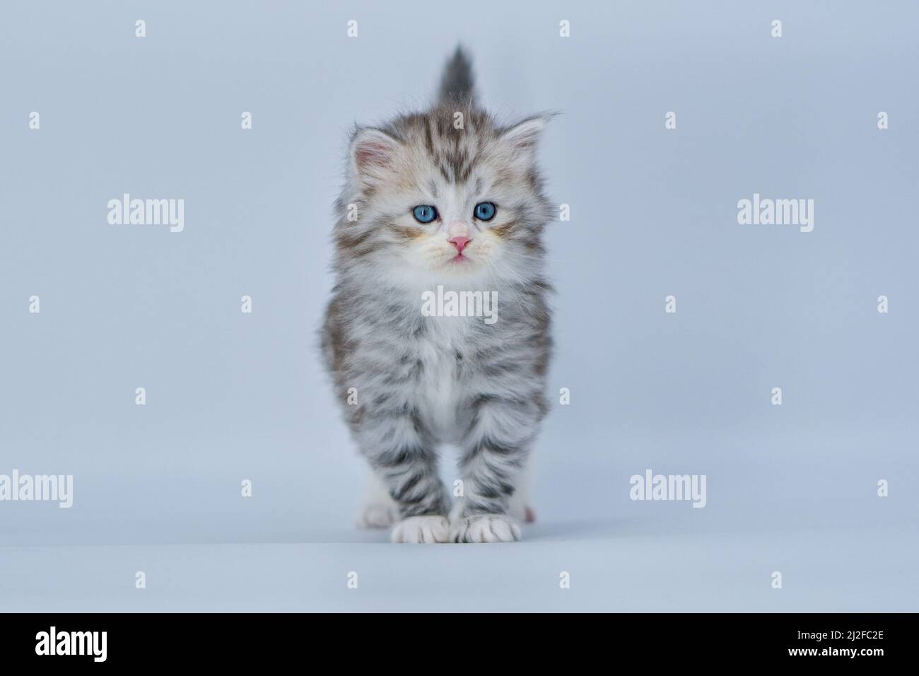 Siberian kitten on colored backgrounds Stock Photo - Alamy