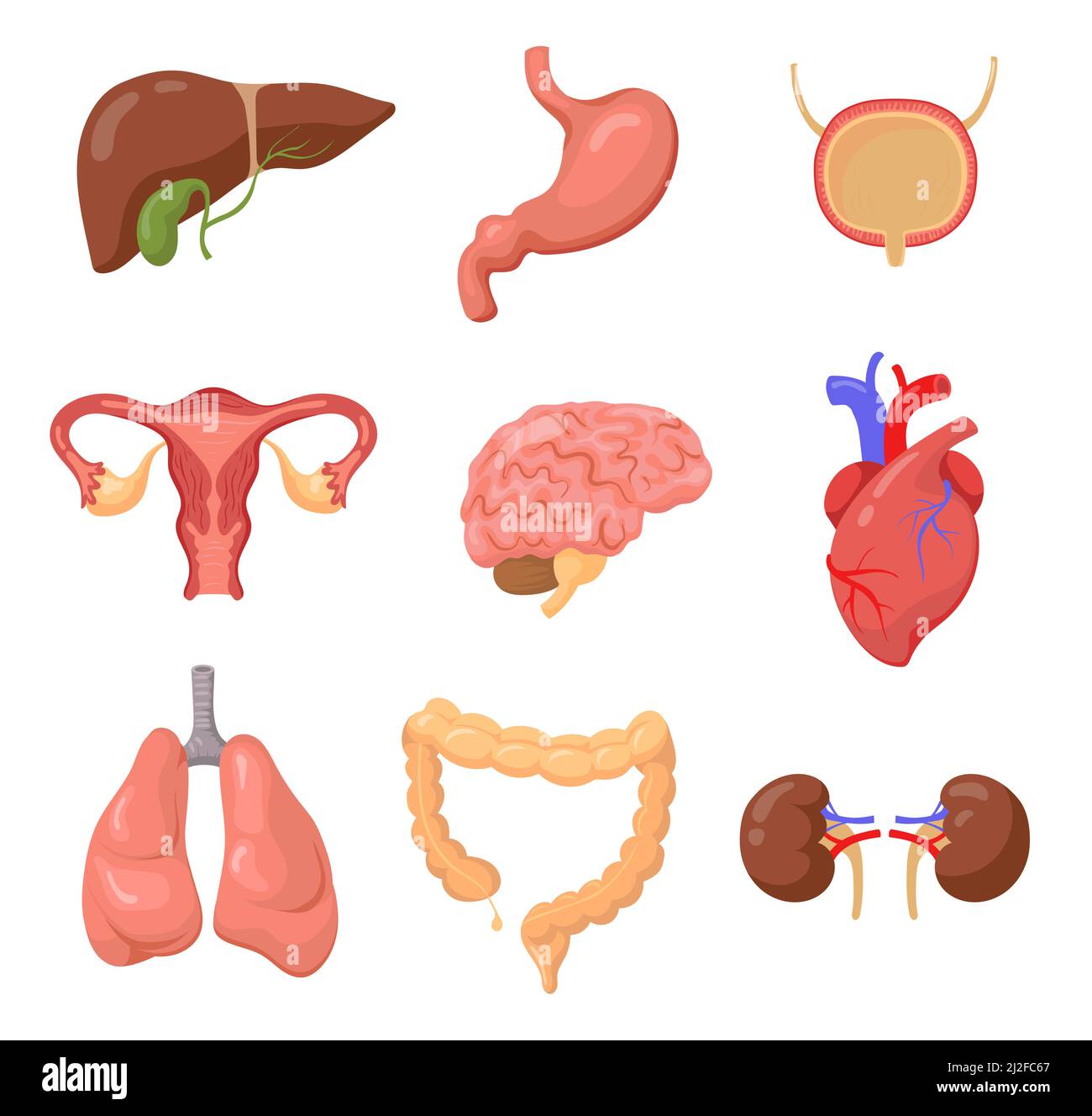 Human organs set, Liver, stomach, brain, uterus, heart, lungs, bowel, kidneys isolated on white. Vector illustration for body, anatomy, education conc Stock Vector