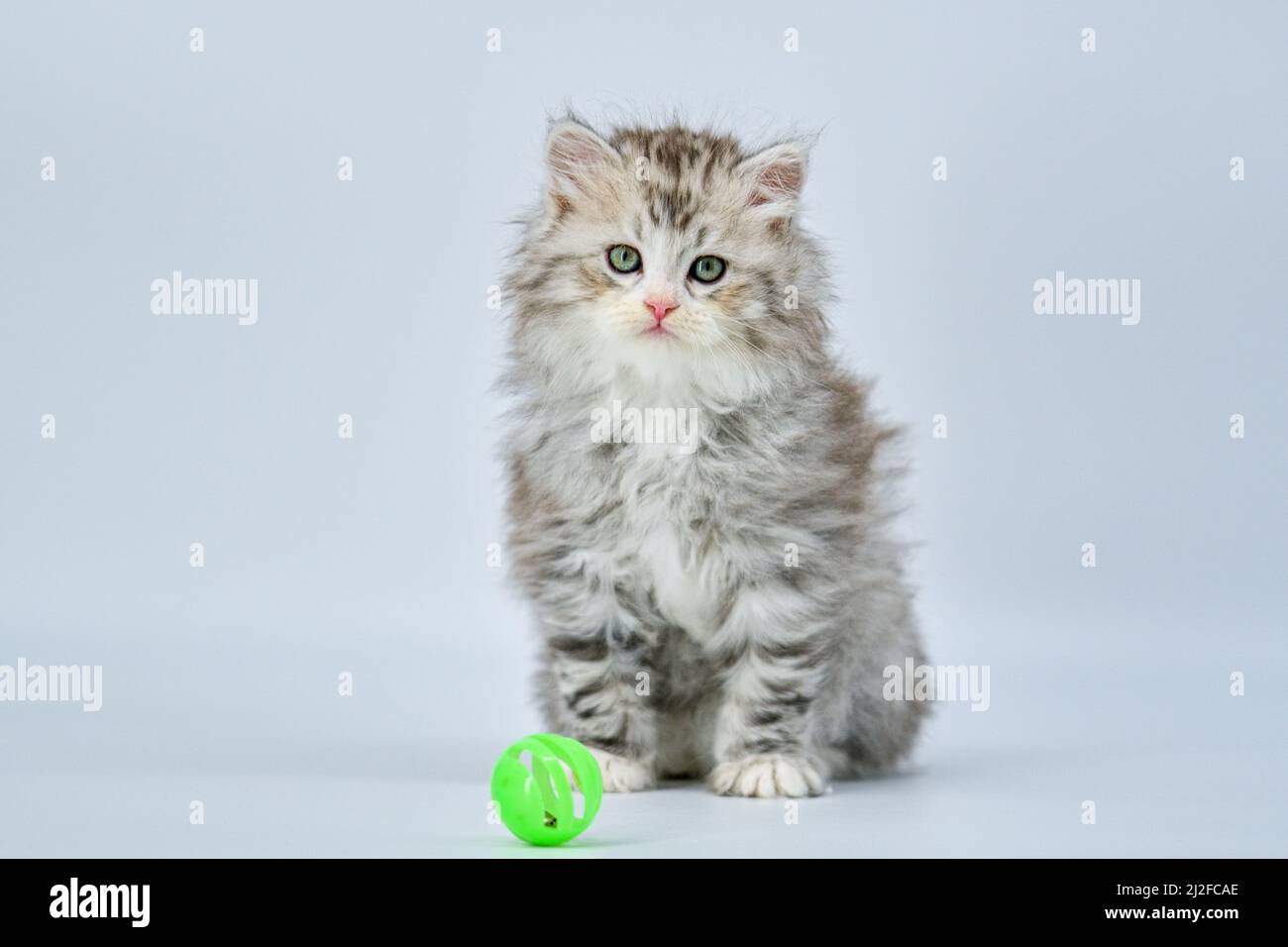 Siberian kitten on colored backgrounds Stock Photo - Alamy