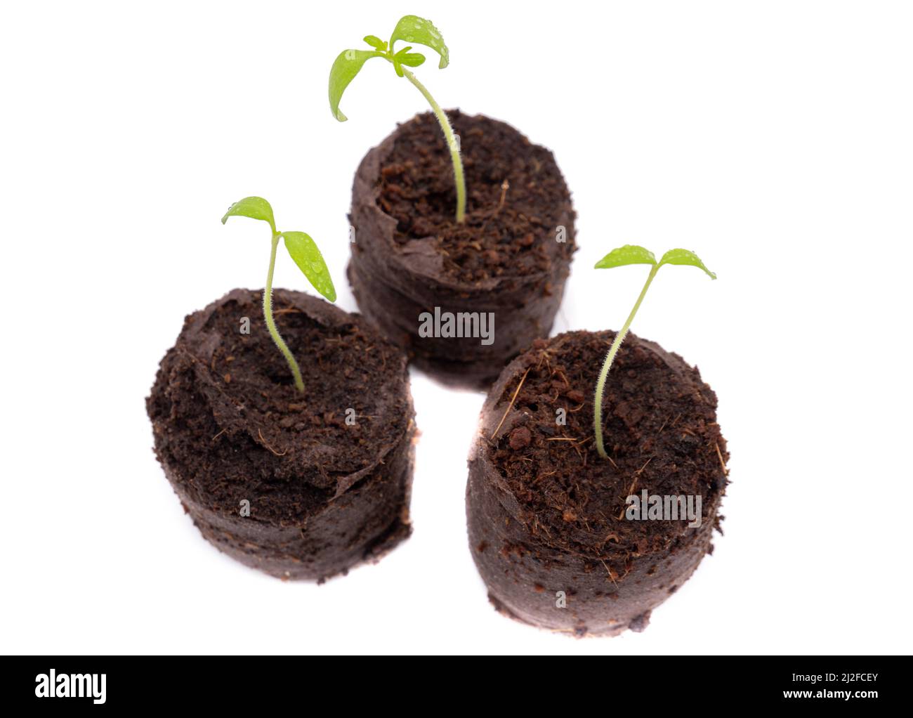 Seedlings isolated on white background Stock Photo
