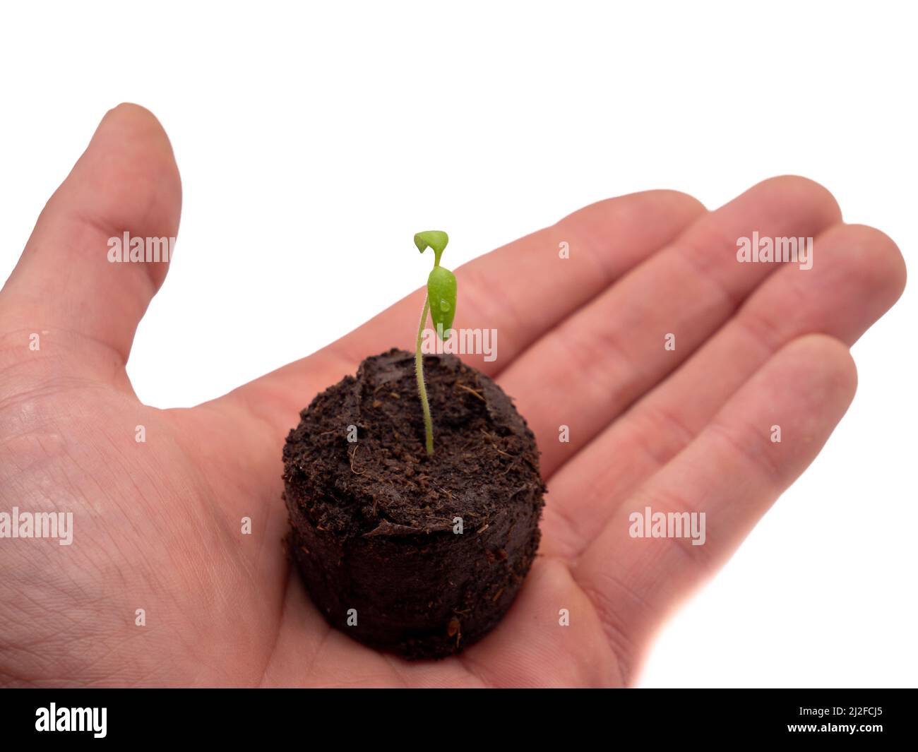 young seedling in hand isolated Stock Photo