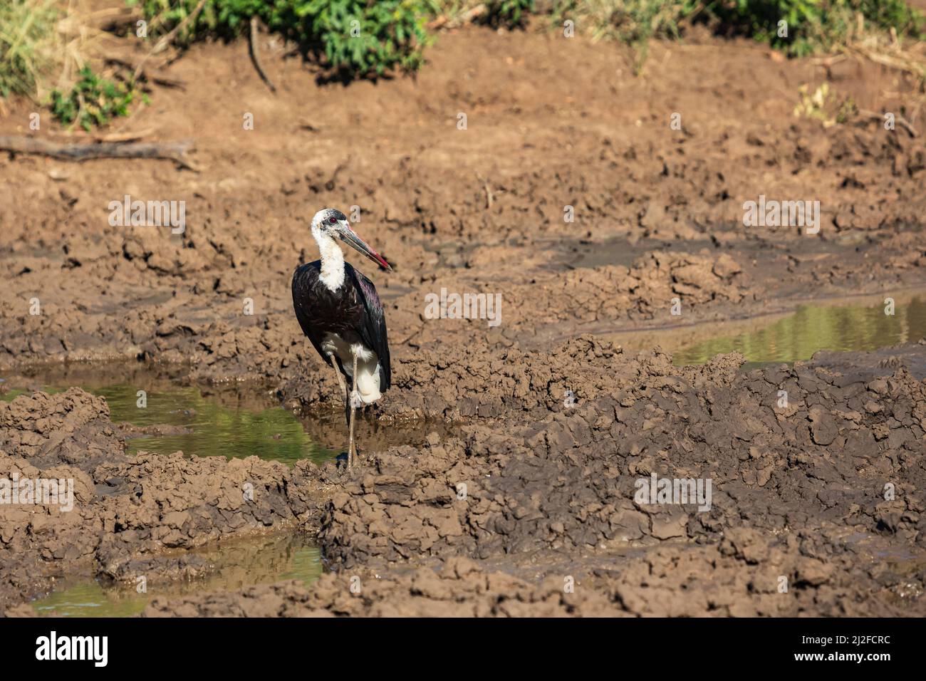 Woolly-necked stork Ciconia episcopus in Hluhluwe iMfolozi National Park, KwaZulu-Natal, South Africa Stock Photo