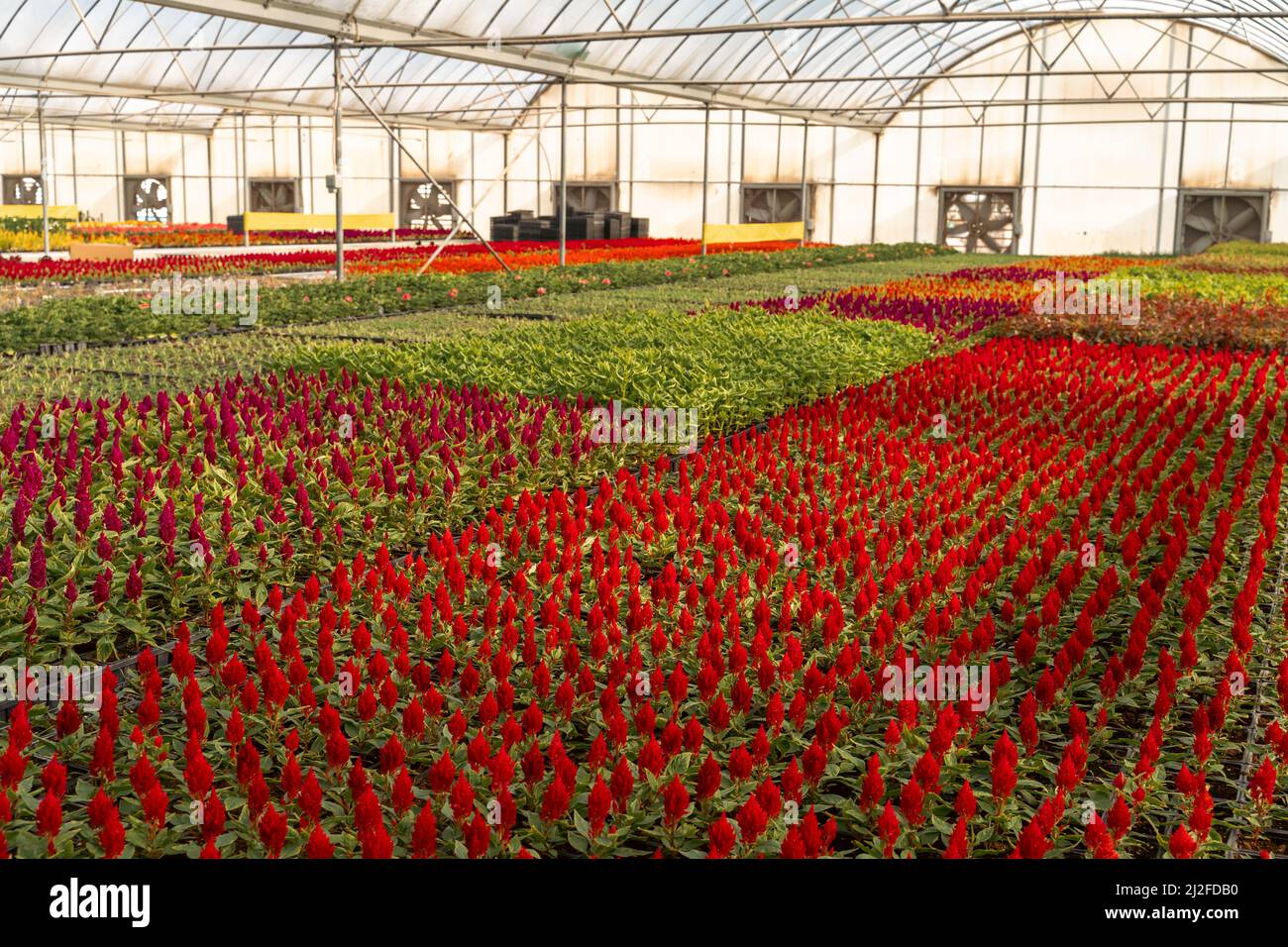 doha, qatar indoor floral farming in qatar during summer and winter