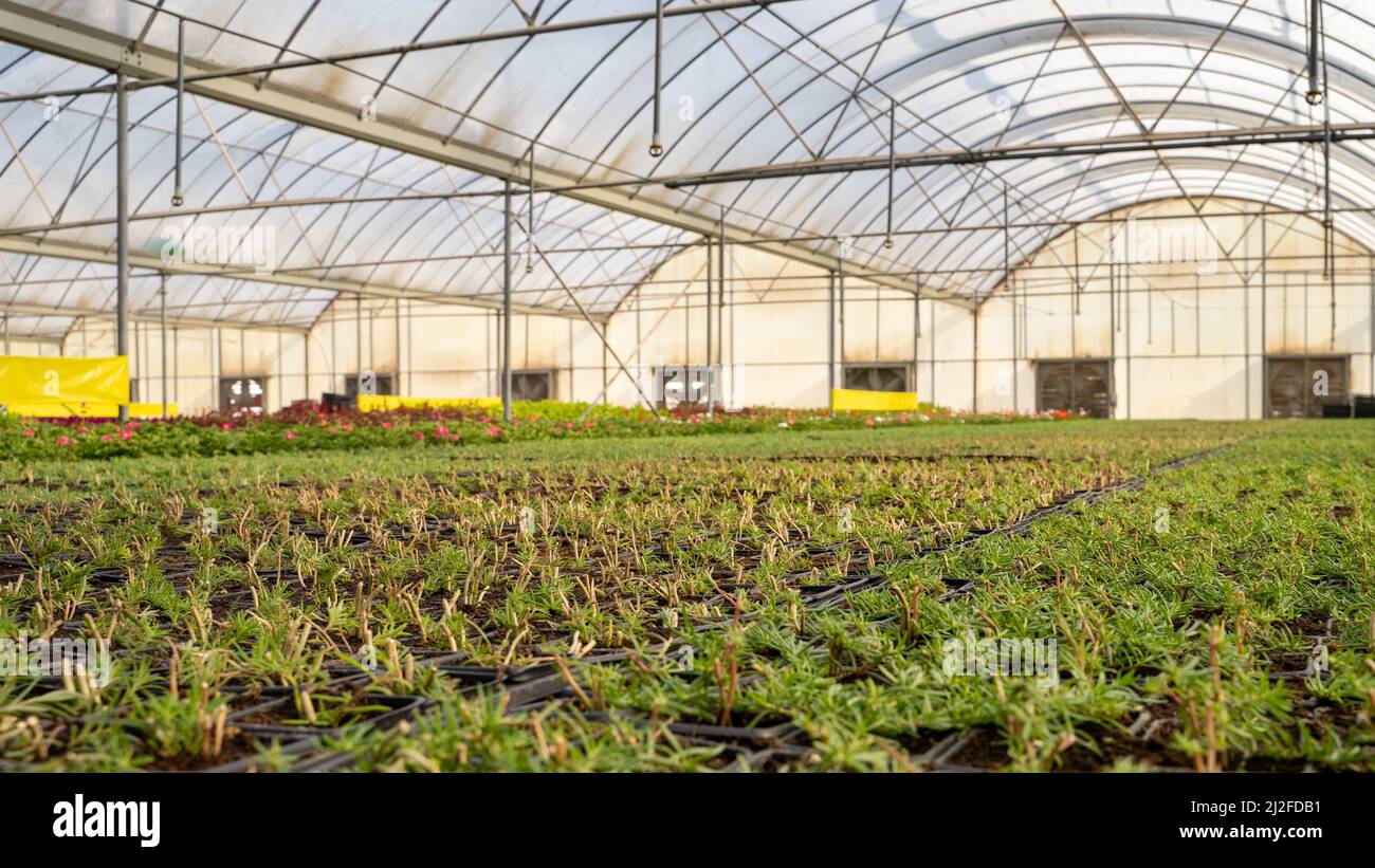 doha, qatar indoor floral farming in qatar during summer and winter