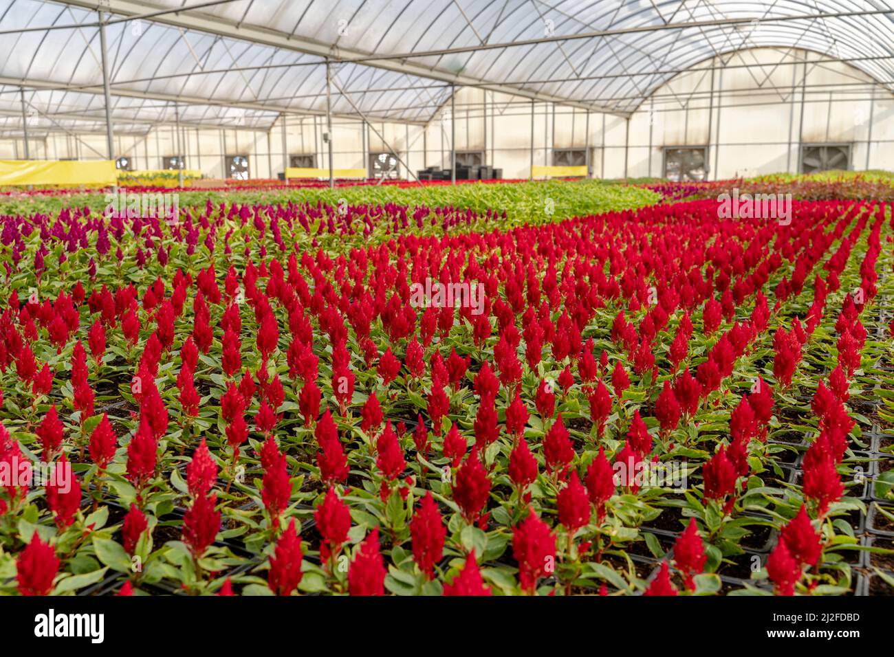 doha, qatar indoor floral farming in qatar during summer and winter