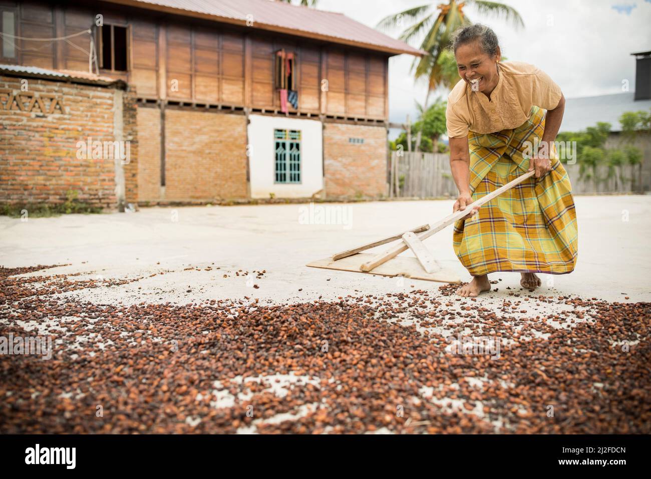 Woman drying cocoa bean harvest in the sun on her small farm in West Sulawesi, Indonesia, Asia. Stock Photo