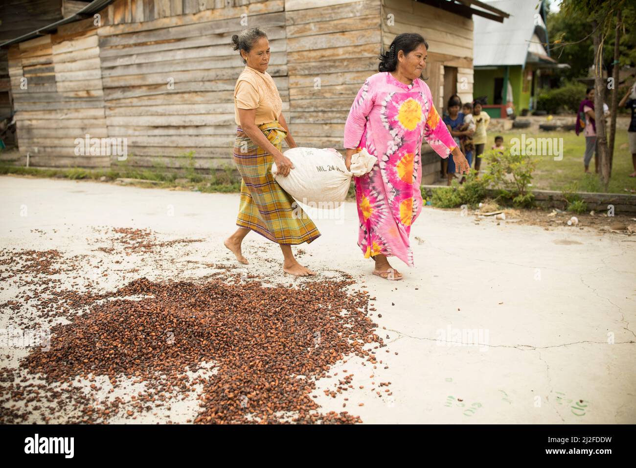 Woman drying cocoa bean harvest in the sun on her small farm in West Sulawesi, Indonesia, Asia. Stock Photo