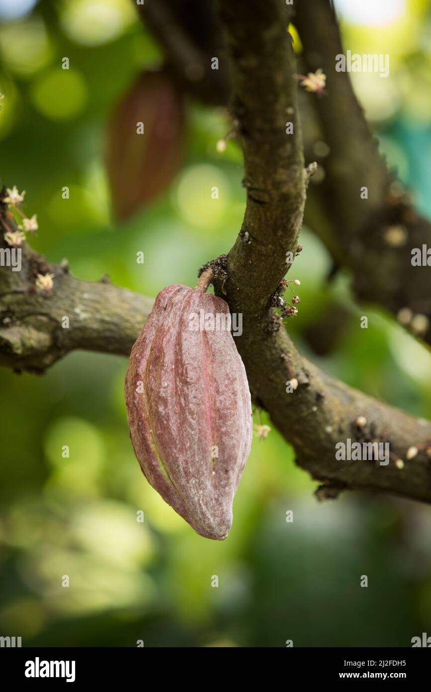 A cocoa bean pod grows in Mamuju Regency, Indonesia, where MCC is helping to strengthen the cocoa value chain under the Indonesia Compact.  February 2 Stock Photo