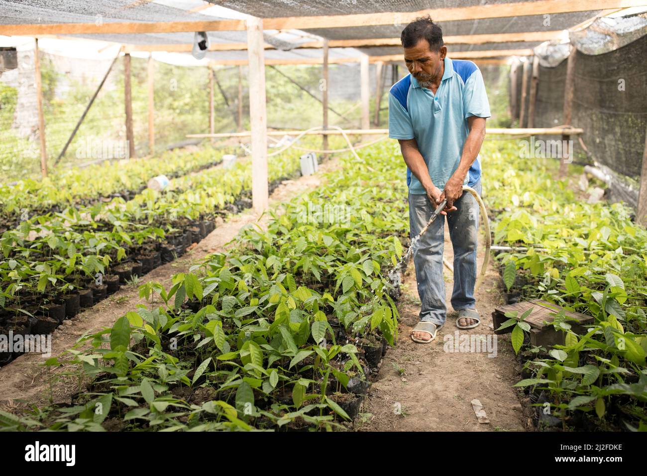 Farm worker watering cocoa tree seedlings in a greenhouse nursery in  Mamuju Regency, West Sulawesi, Indonesia, Aisa. Stock Photo