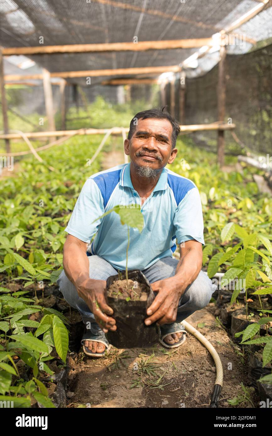 Cocoa farmer, Rahmat (62), holds a cocoa seedling in a community nursery established through the Green Prosperity Project in Mamuju Regency, Indonesia Stock Photo