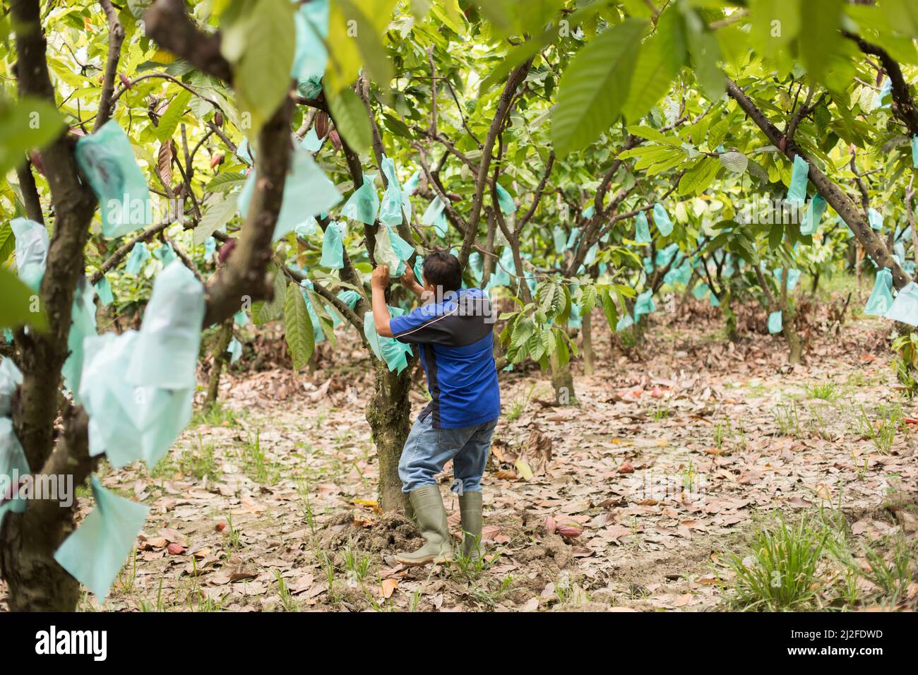 Polythene (plastic) bags cover cocoa pods growing on trees to protect them from disease on a cocoa farm in Mamuju Regency, Indonesia, Asia. Stock Photo