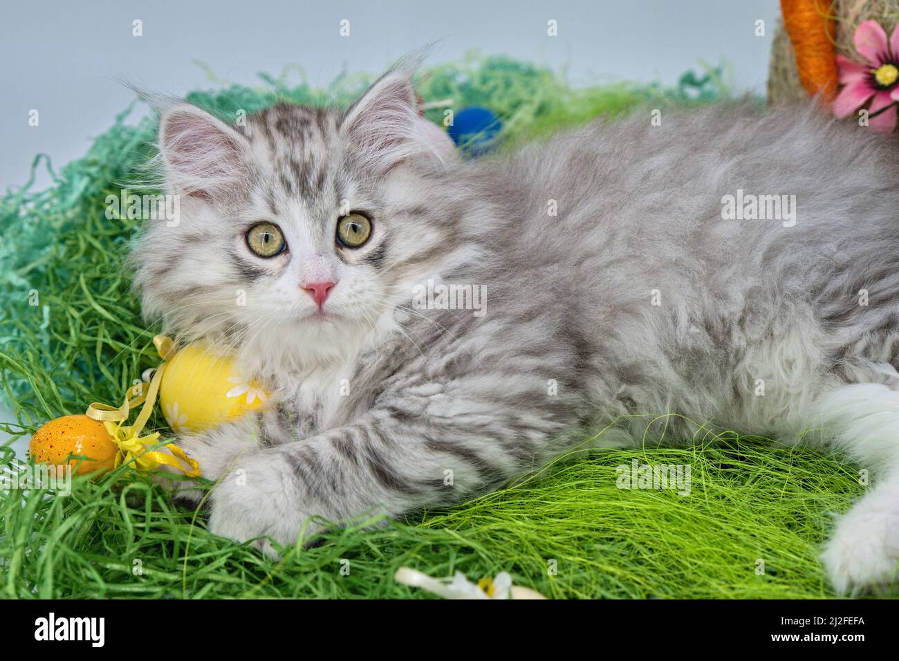 Siberian cat in the grass with Easter eggs Stock Photo