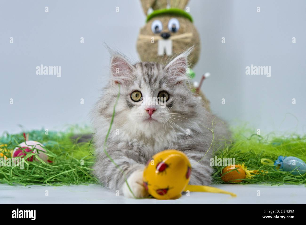 Siberian cat in the grass with Easter eggs Stock Photo