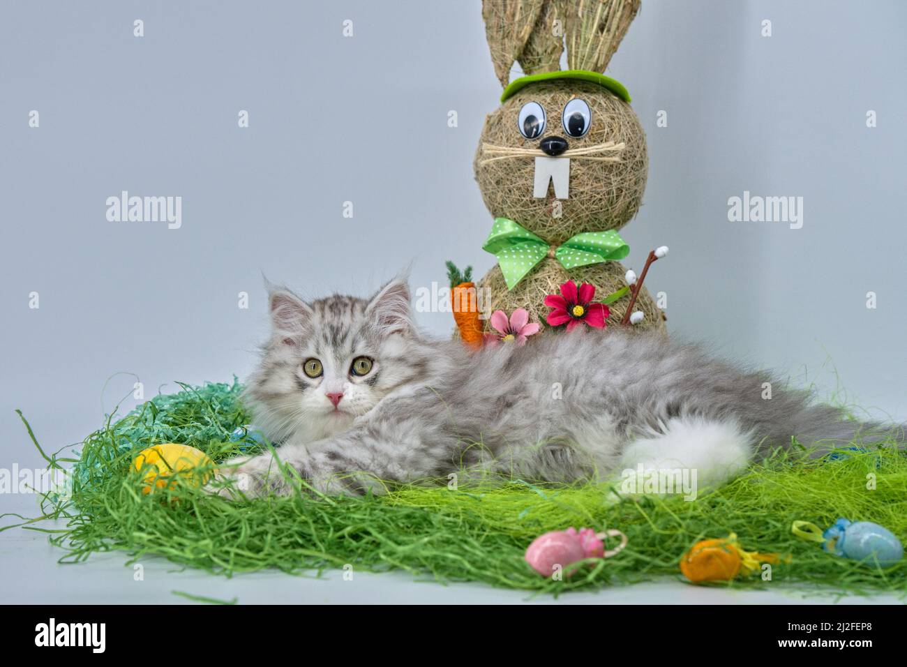 Siberian cat in the grass with Easter eggs Stock Photo