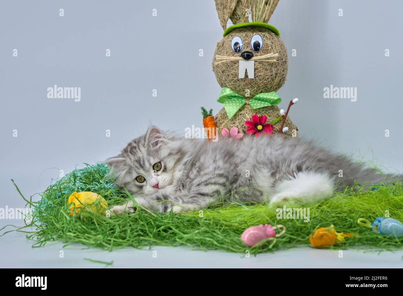 Siberian cat in the grass with Easter eggs Stock Photo