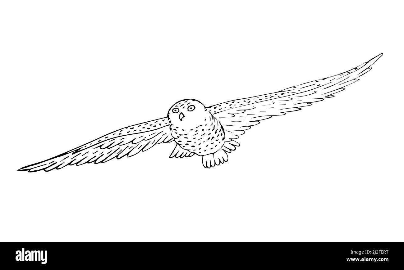 Vector hand drawn sketch flying polar owl isolated on white background ...