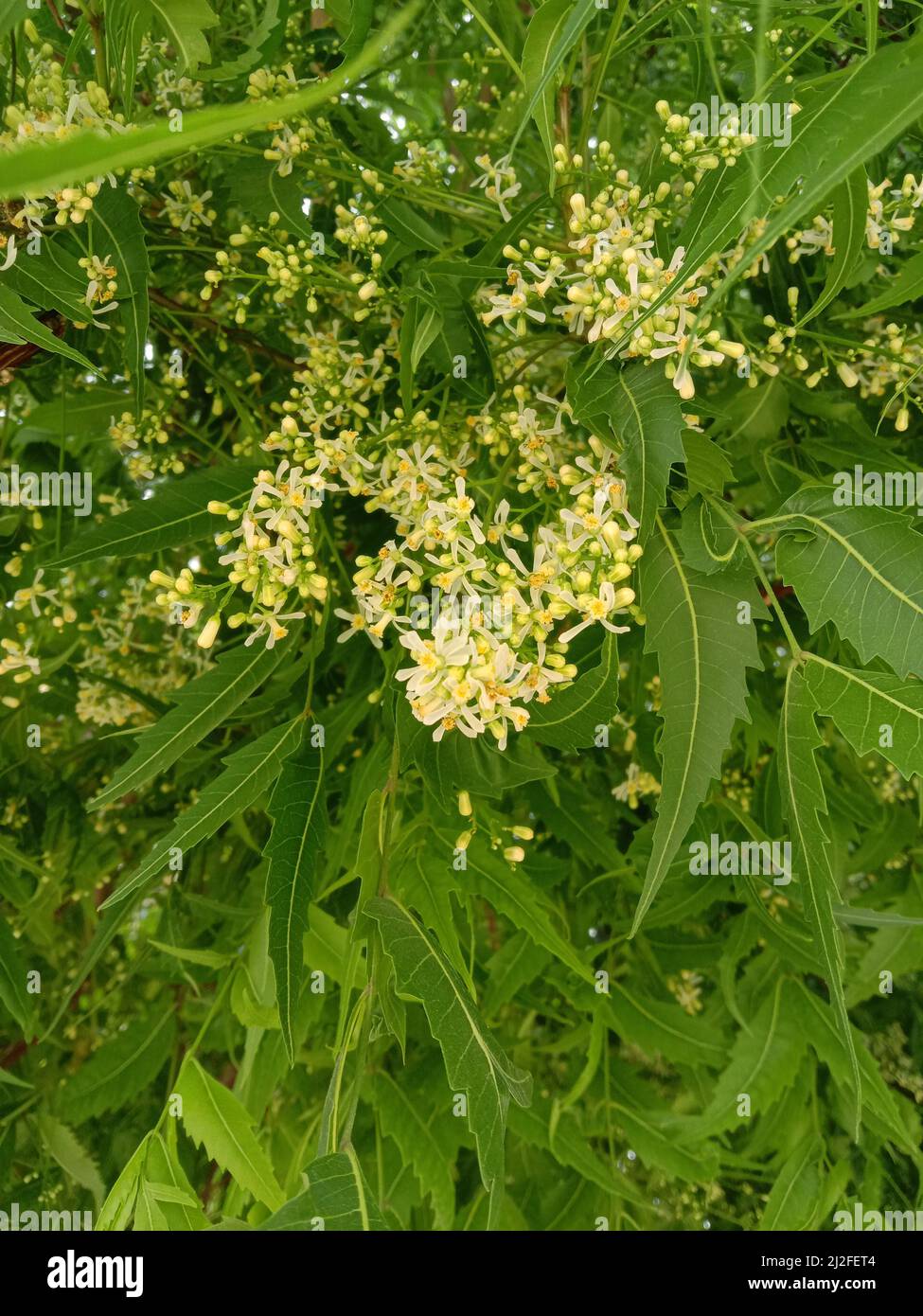 medicinal herb Azadirachta indica flower and leaves Stock Photo
