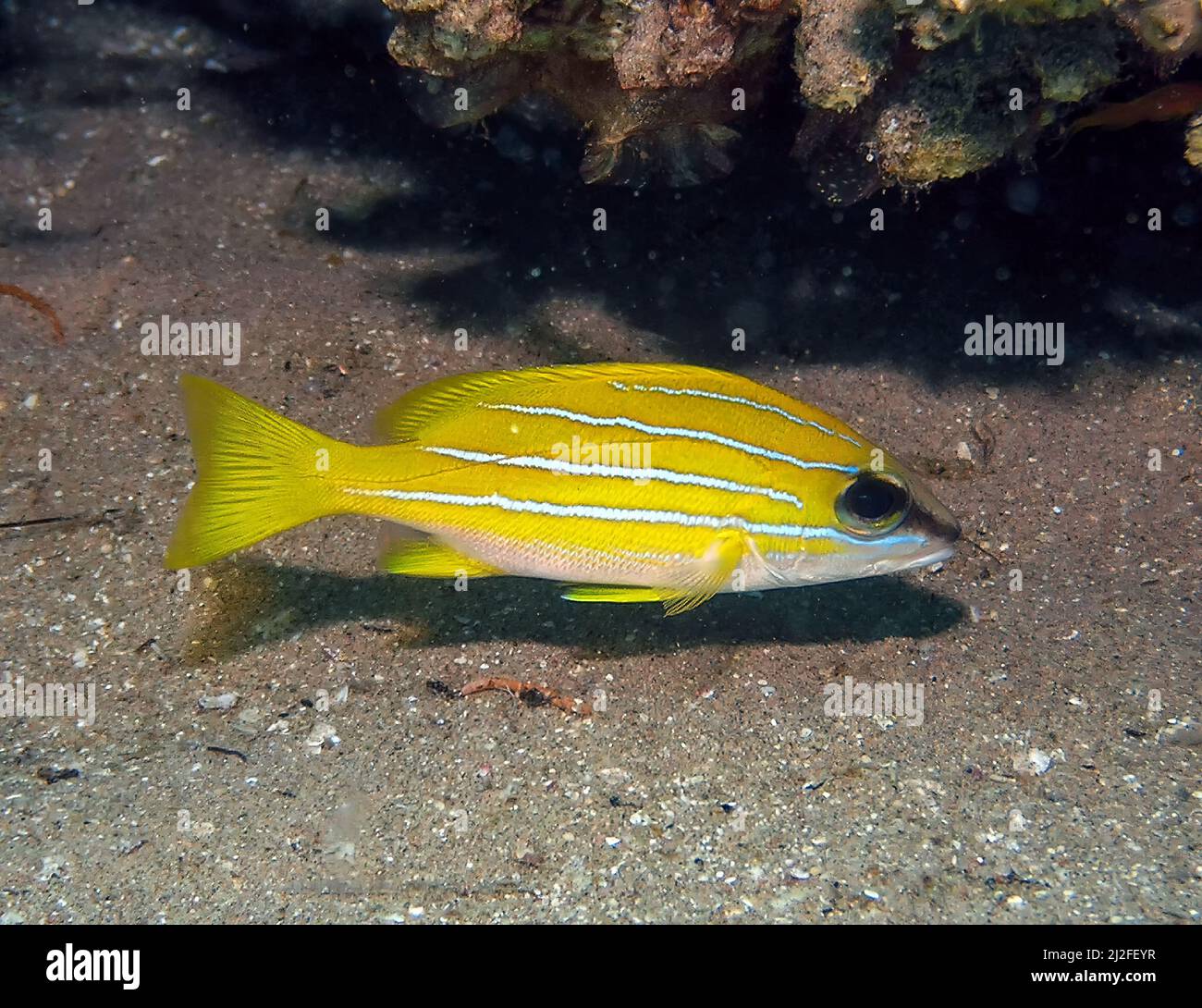 A Five-lined Snapper (Lutjanus quinquelineatus) in the Red Sea, Egypt Stock Photo