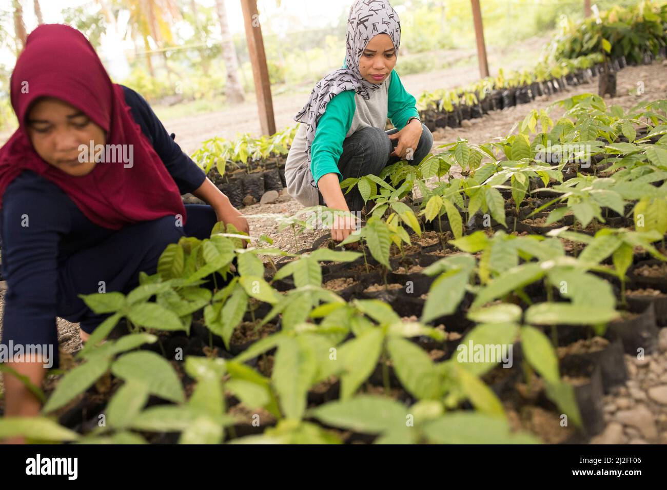 Sharifah (31, r) and Jumria (30, l) work in a cocoa seedling nursery and training center established under the Green Prosperity project of the Indones Stock Photo