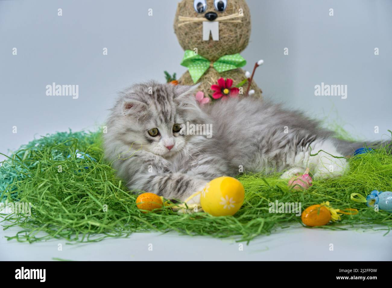 Siberian cat in the grass with Easter eggs Stock Photo