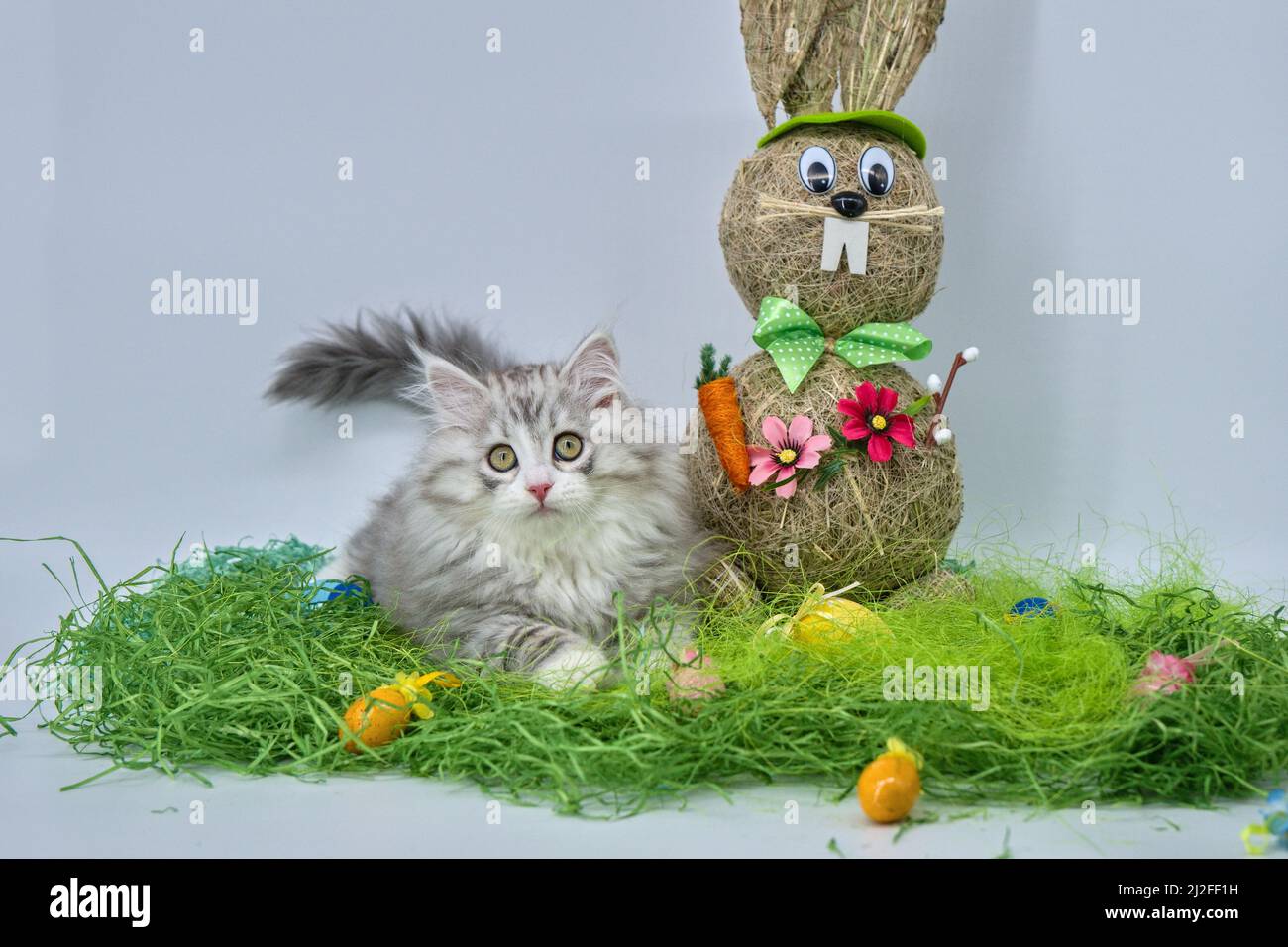 Siberian cat in the grass with Easter eggs Stock Photo