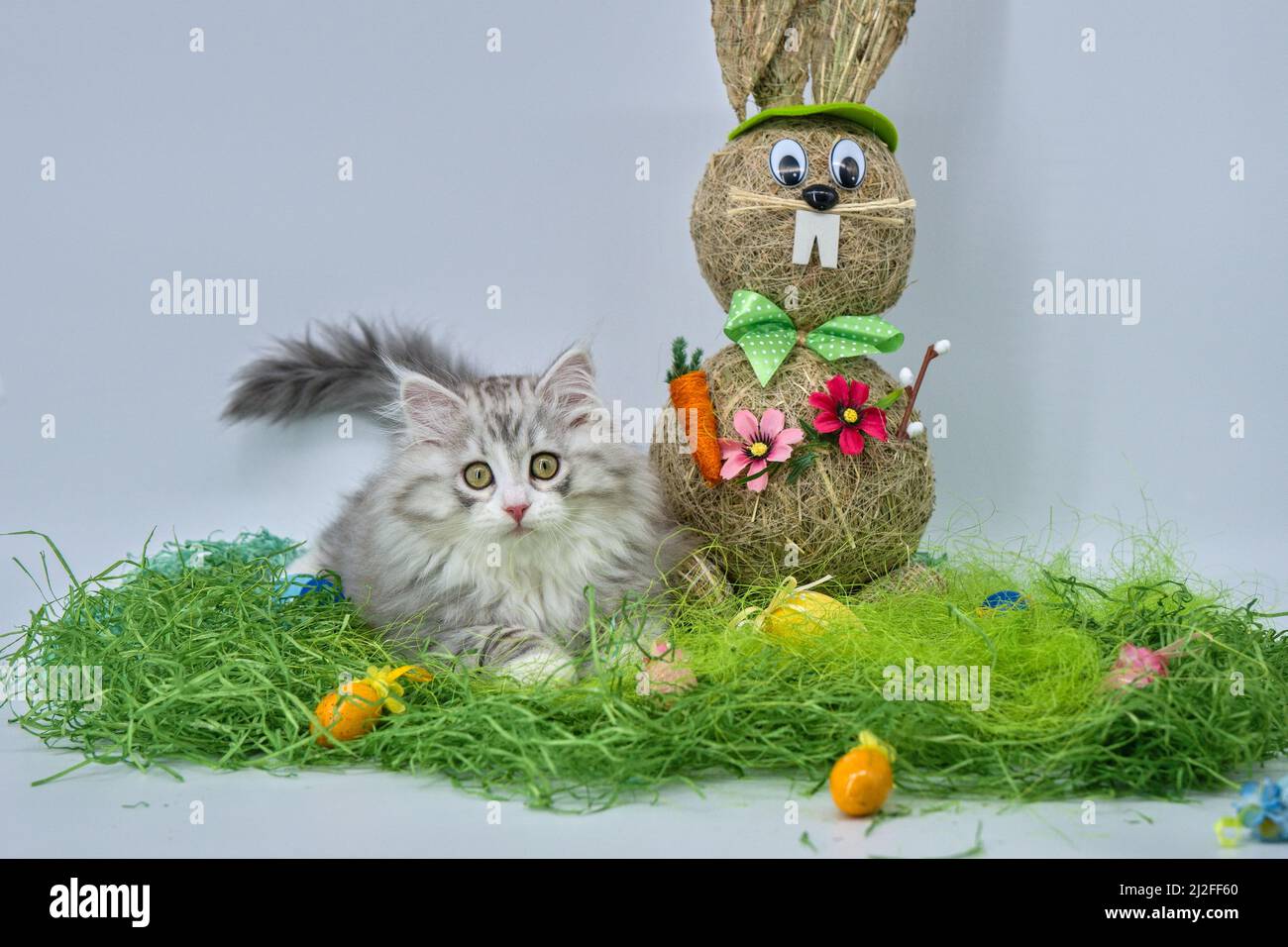Siberian cat in the grass with Easter eggs Stock Photo