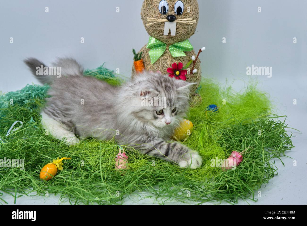 Siberian cat in the grass with Easter eggs Stock Photo