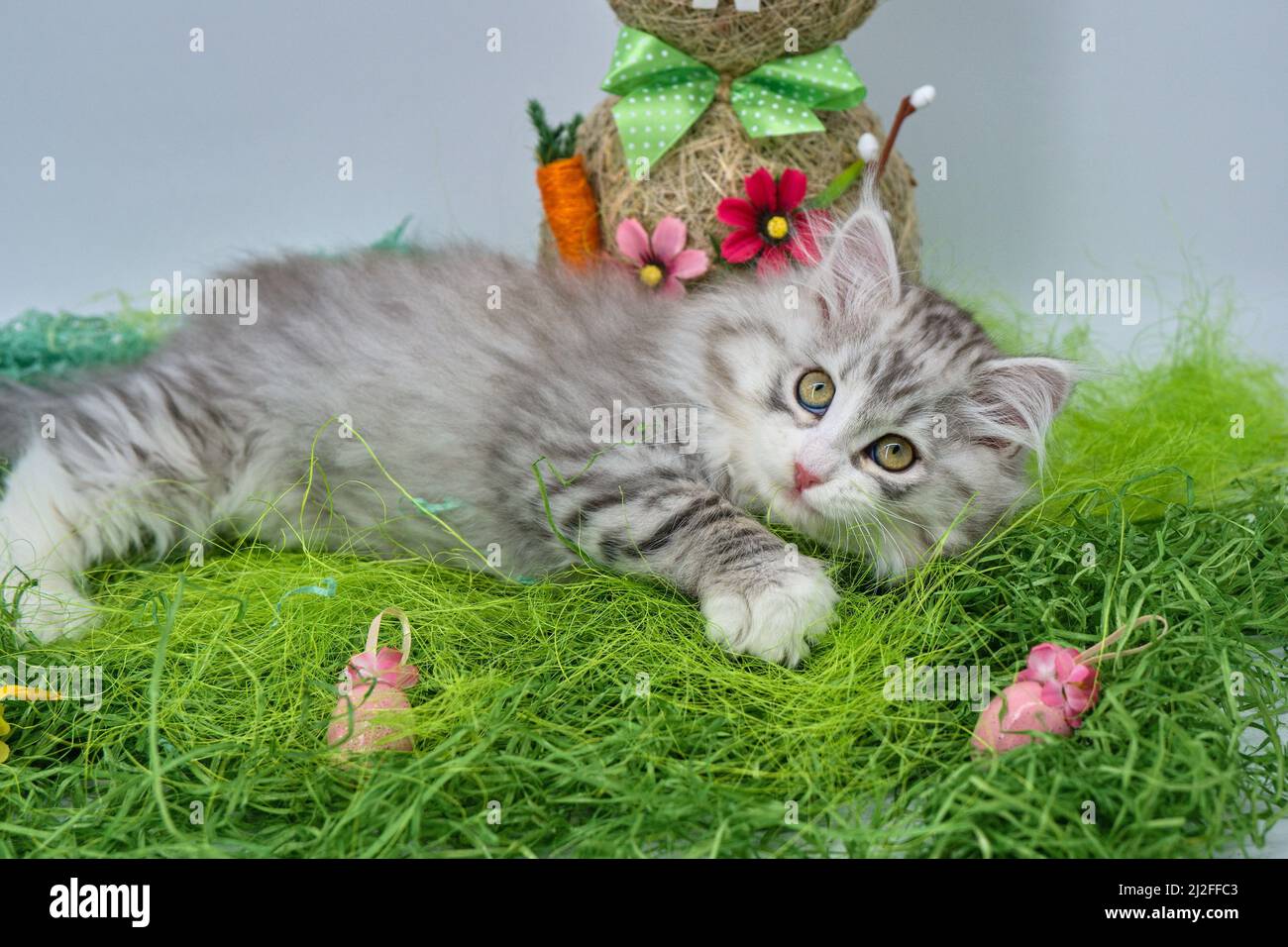 Siberian cat in the grass with Easter eggs Stock Photo