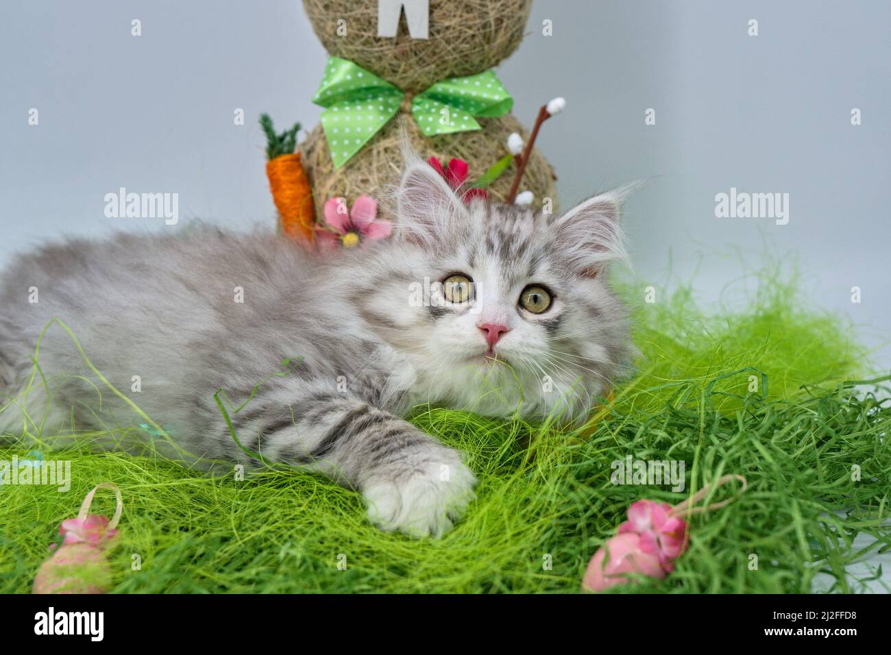 Siberian cat in the grass with Easter eggs Stock Photo
