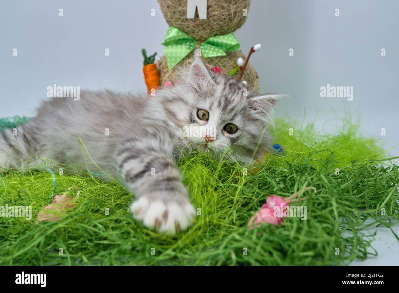 Siberian cat in the grass with Easter eggs Stock Photo