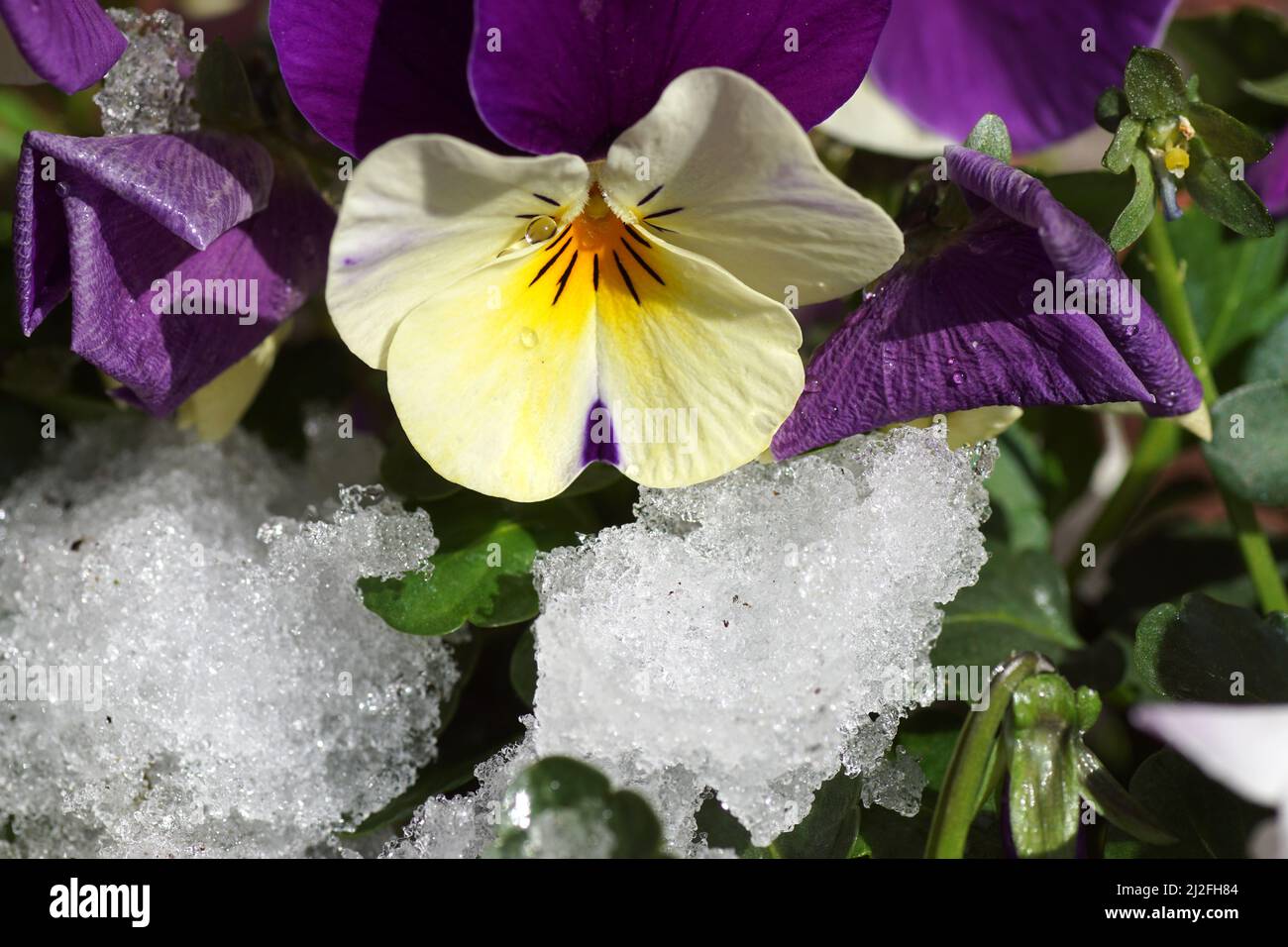 Close up flowers of Garden pansies. Violets (Viola) in the melting snow. Violet family Violaceae. Plants with multicolor flowers. Stock Photo