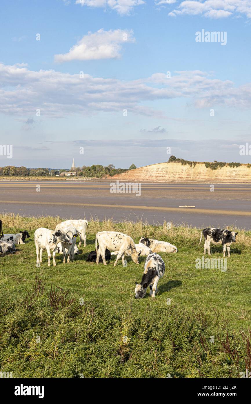 Cows grazing beside the River Severn (at low tide) at Arlingham, Gloucestershire, England UK - Westbury Garden Cliff is on the far bank. Stock Photo