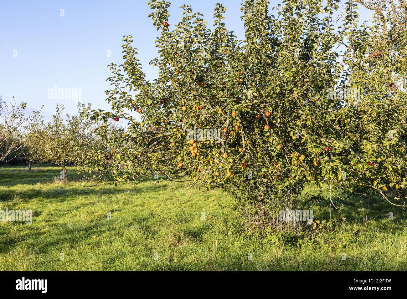 Apples ripening in the autumn in an old orchard in the Severnside village of Arlingham, Gloucestershire, England UK Stock Photo