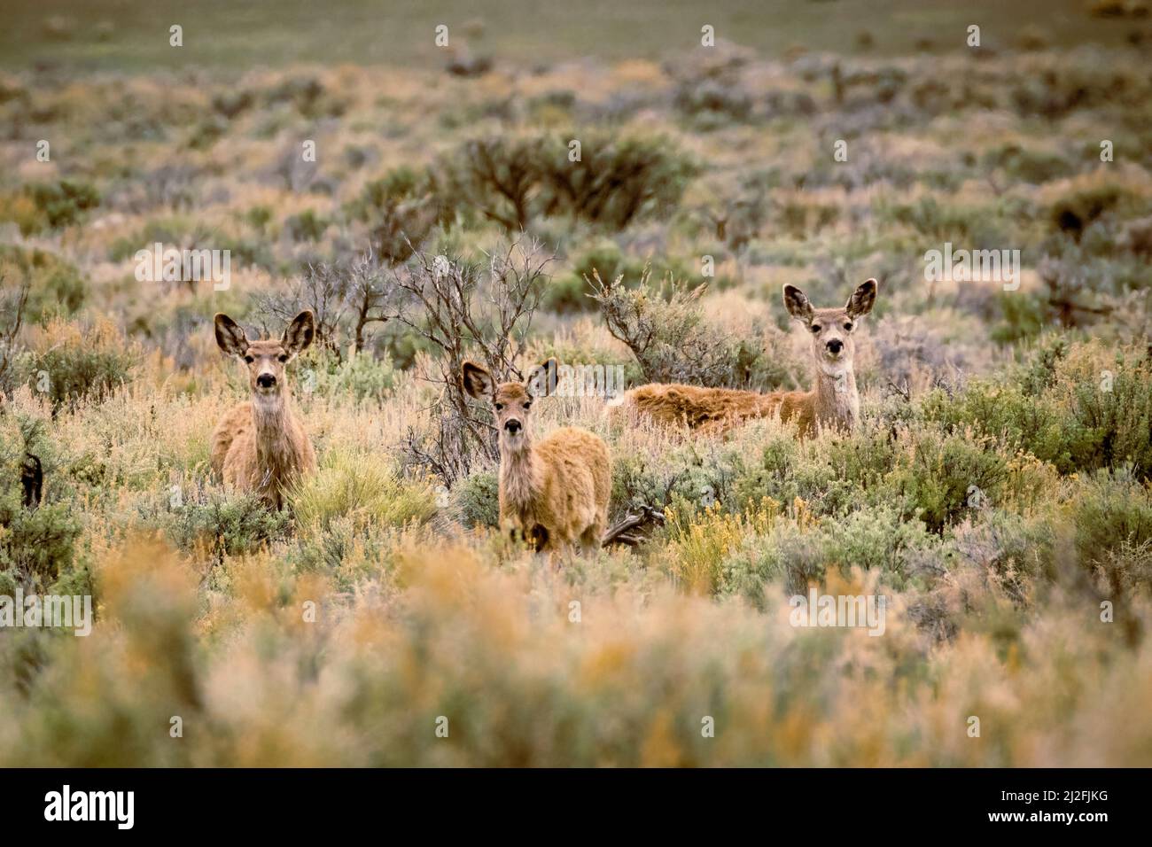 3 mule deer with raised ears in the high desert of Lassen County California, USA. Stock Photo
