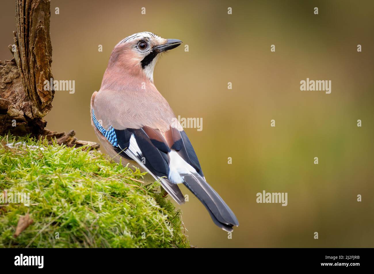 Eurasian jay, Garrulus glandarius, as it is perched on an old lichen covered tree stump. It has its back towards the camera Stock Photo