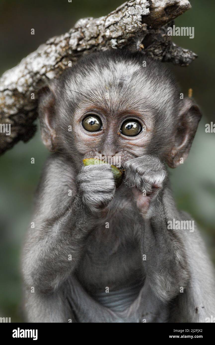 Adam used a Nikon D5600 and Sigma 150-600mm lens to capture these images from 20-feet away. KRUGER NATIONAL PARK, SOUTH AFRICA: A STRIKING portrait sh Stock Photo