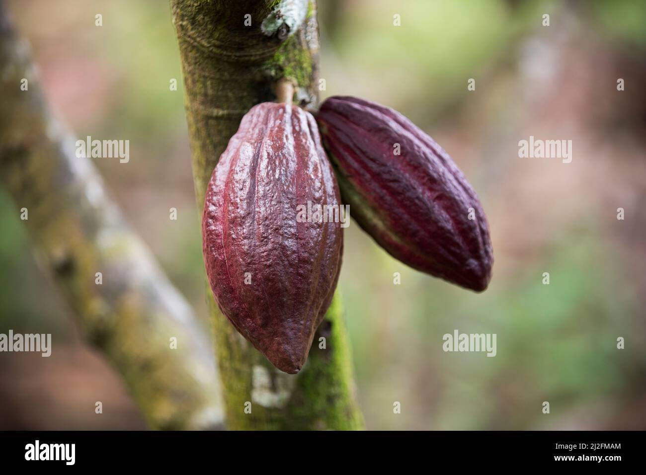 Cocoa bean pods hanging from a tree and ripe for harvest - Mamuju Regency, Sulawesi Island, Indonesia, Asia. Stock Photo