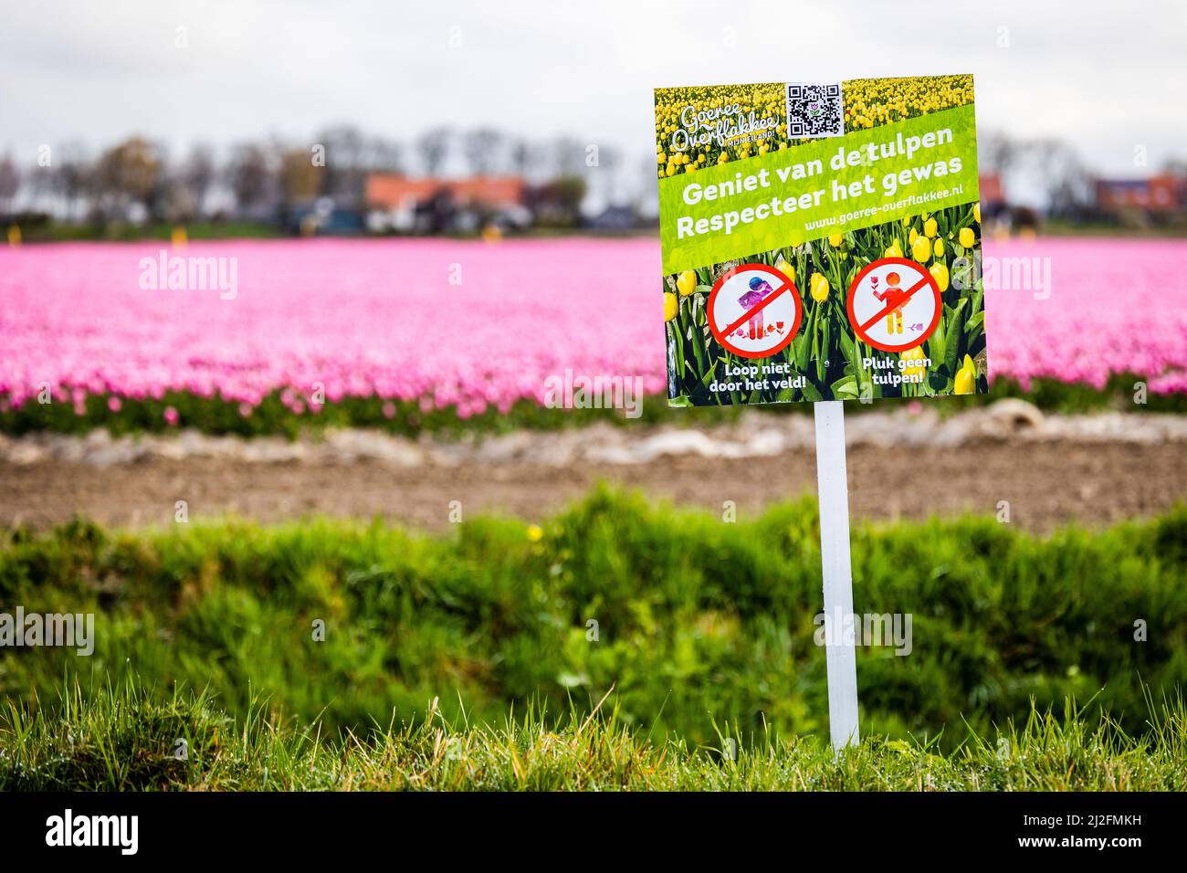 2022-03-31 08:06:50 31-03-2022, Zuid-Beijerland - Tulip fields in bloom on a field in Zuid-Beijerland. The tulips bloom early this year due to the beautiful sunny weather. Photo: ANP / Hollandse Hoogte / Jeffrey Groeneweg netherlands out - belgium out Stock Photo