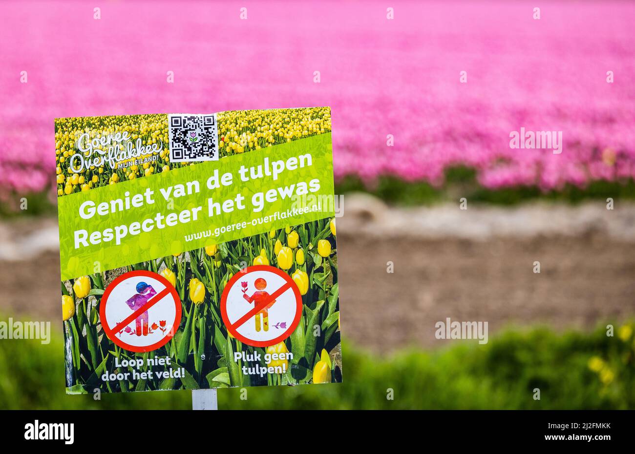 2022-03-31 08:06:56 31-03-2022, Zuid-Beijerland - Tulip fields in bloom on a field in Zuid-Beijerland. The tulips bloom early this year due to the beautiful sunny weather. Photo: ANP / Hollandse Hoogte / Jeffrey Groeneweg netherlands out - belgium out Stock Photo