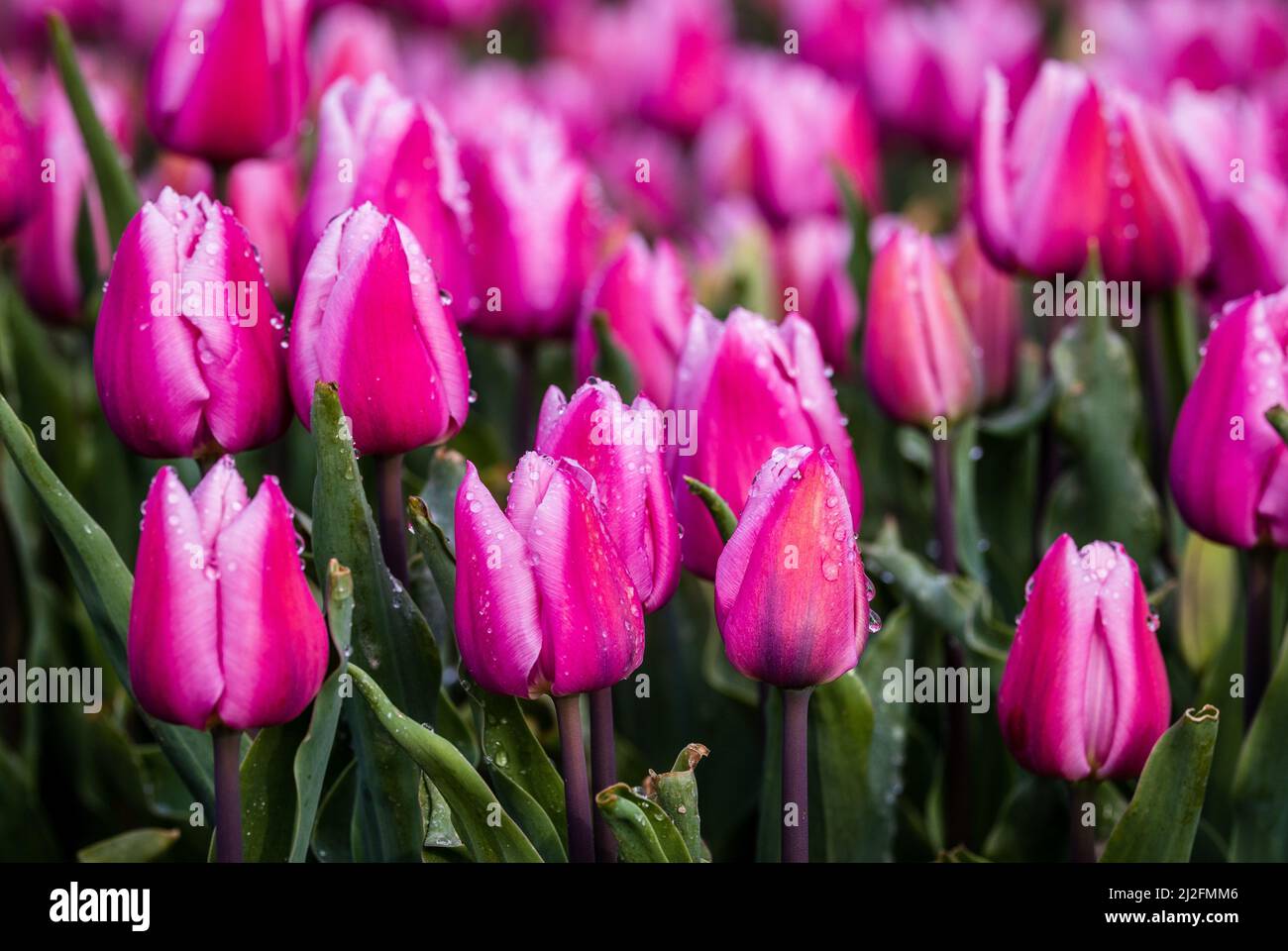 2022-03-31 08:08:13 31-03-2022, Zuid-Beijerland - Tulip fields in bloom on a field in Zuid-Beijerland. The tulips bloom early this year due to the beautiful sunny weather. Photo: ANP / Hollandse Hoogte / Jeffrey Groeneweg netherlands out - belgium out Stock Photo