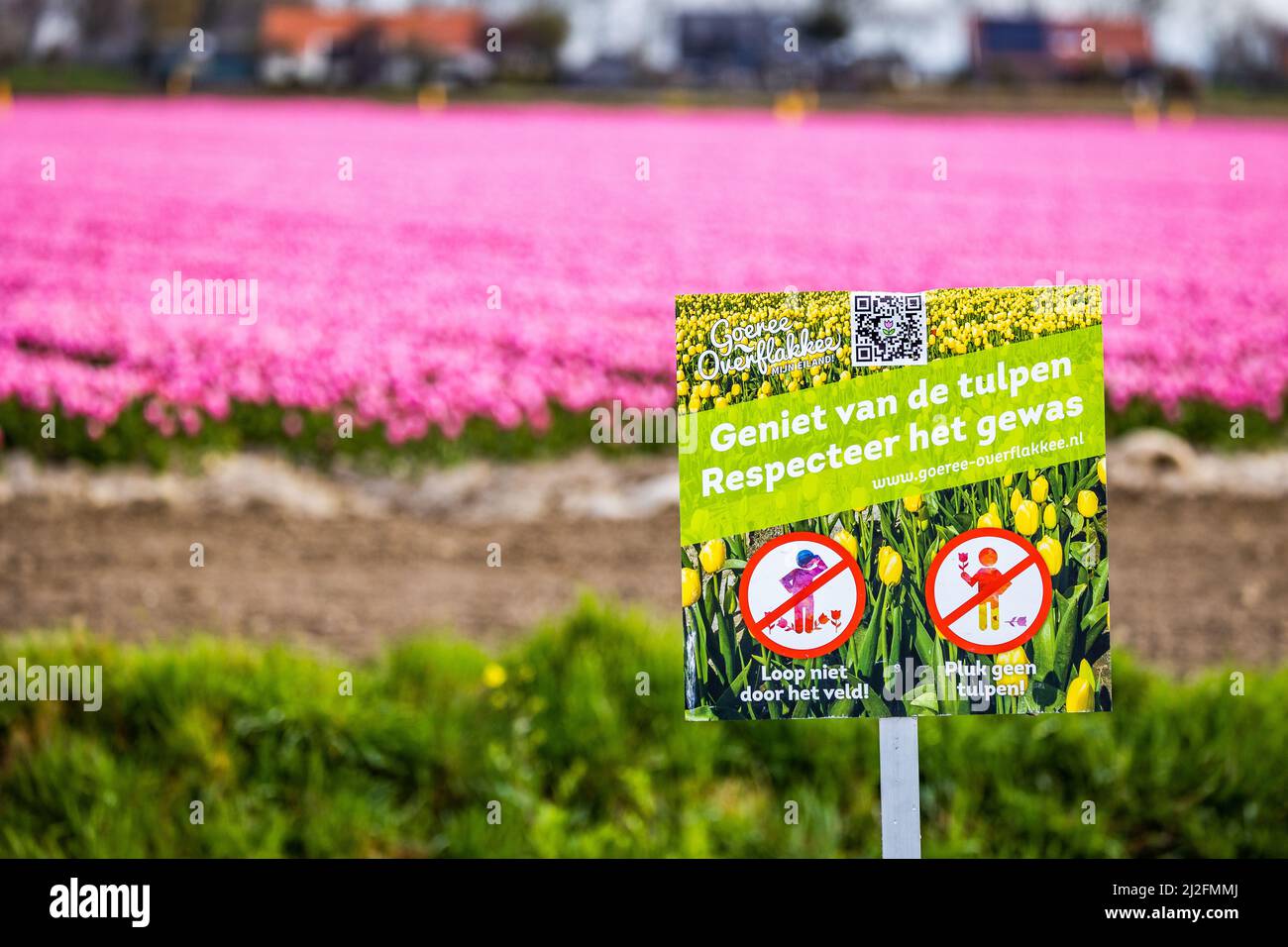 2022-03-31 08:06:58 31-03-2022, Zuid-Beijerland - Tulip fields in bloom on a field in Zuid-Beijerland. The tulips bloom early this year due to the beautiful sunny weather. Photo: ANP / Hollandse Hoogte / Jeffrey Groeneweg netherlands out - belgium out Stock Photo