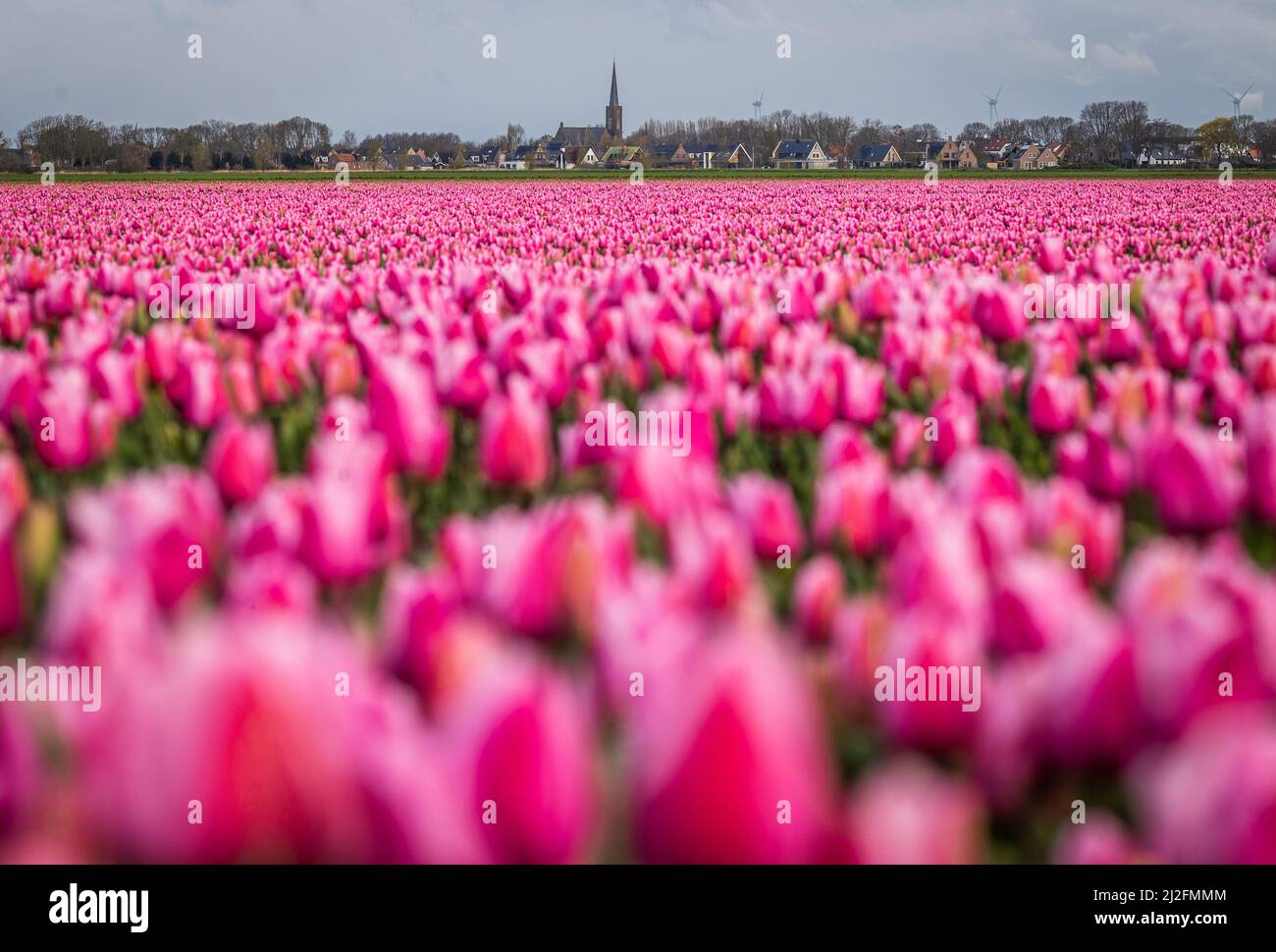 2022-03-31 08:07:43 31-03-2022, Zuid-Beijerland - Tulip fields in bloom on a field in Zuid-Beijerland. The tulips bloom early this year due to the beautiful sunny weather. Photo: ANP / Hollandse Hoogte / Jeffrey Groeneweg netherlands out - belgium out Stock Photo