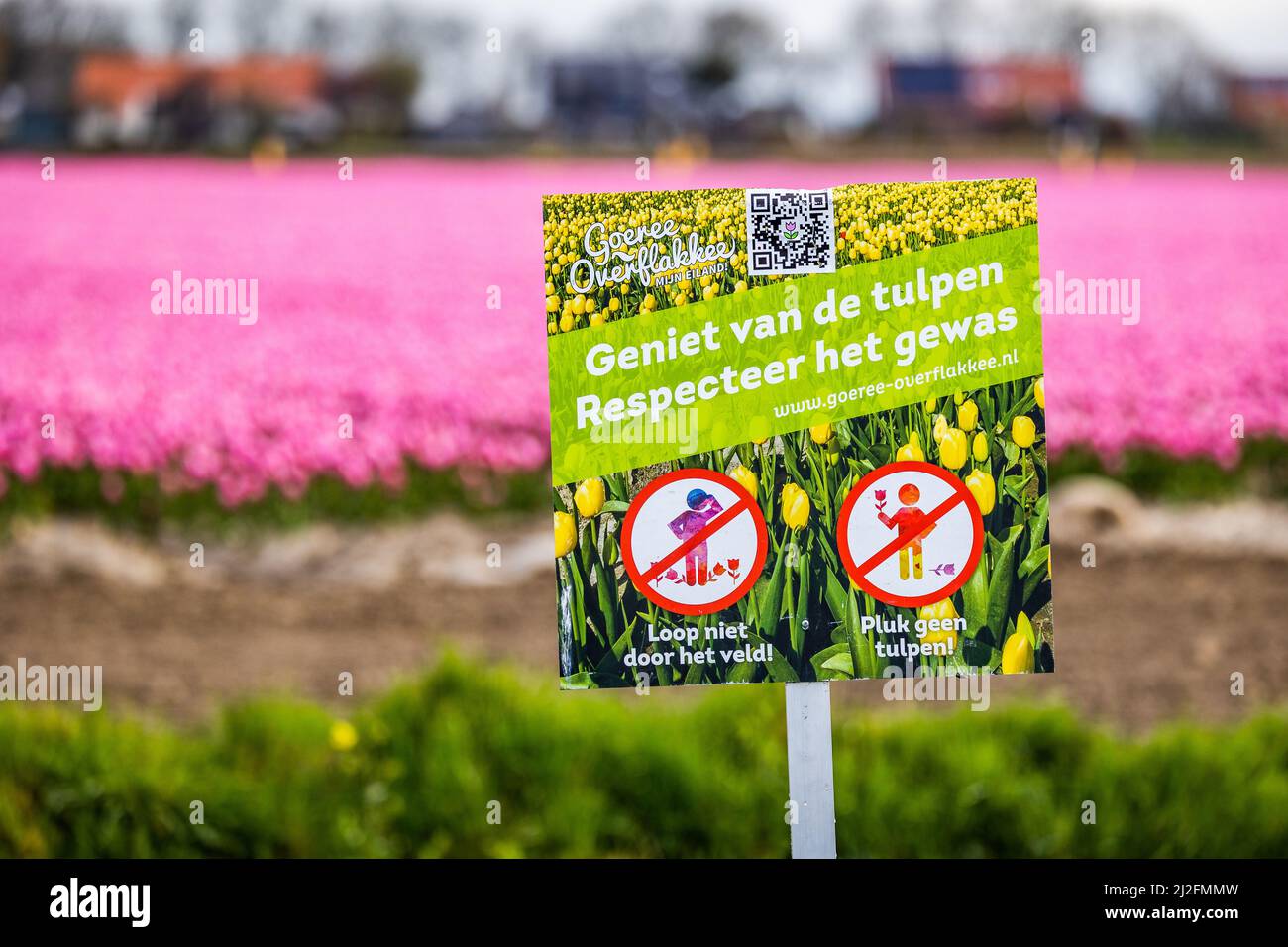 2022-03-31 08:06:40 31-03-2022, Zuid-Beijerland - Tulip fields in bloom on a field in Zuid-Beijerland. The tulips bloom early this year due to the beautiful sunny weather. Photo: ANP / Hollandse Hoogte / Jeffrey Groeneweg netherlands out - belgium out Stock Photo