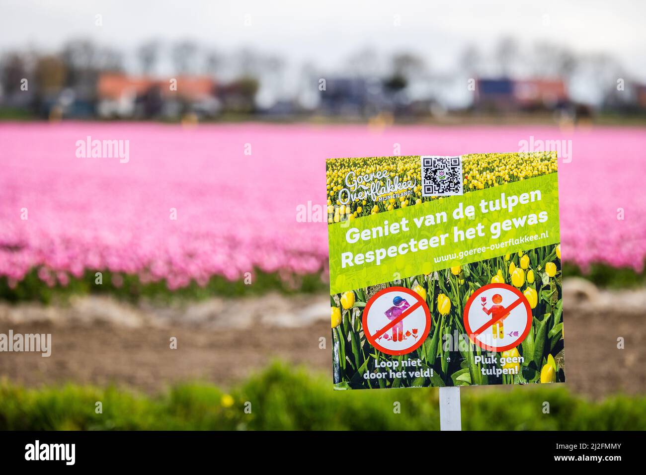 2022-03-31 08:06:45 31-03-2022, Zuid-Beijerland - Tulip fields in bloom on a field in Zuid-Beijerland. The tulips bloom early this year due to the beautiful sunny weather. Photo: ANP / Hollandse Hoogte / Jeffrey Groeneweg netherlands out - belgium out Stock Photo