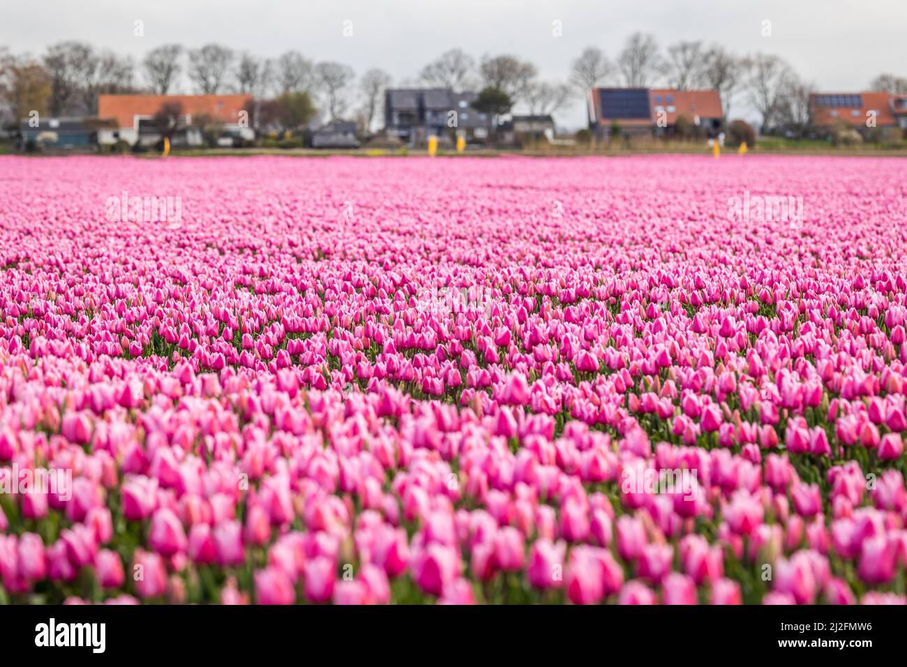2022-03-31 08:10:38 31-03-2022, Zuid-Beijerland - Tulip fields in bloom on a field in Zuid-Beijerland. The tulips bloom early this year due to the beautiful sunny weather. Photo: ANP / Hollandse Hoogte / Jeffrey Groeneweg netherlands out - belgium out Stock Photo
