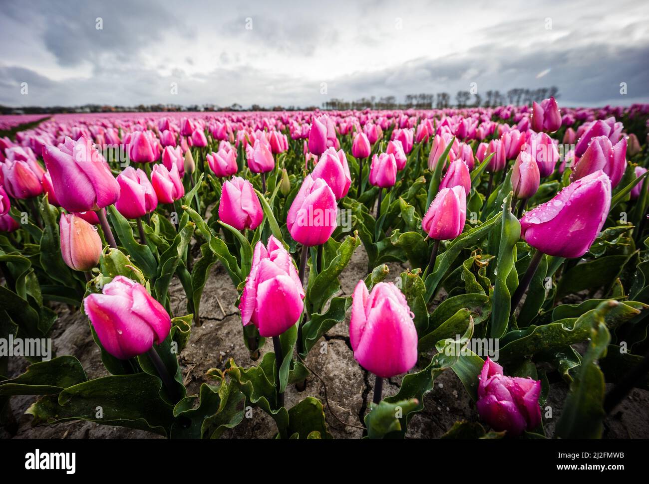 2022-03-31 08:11:44 31-03-2022, Zuid-Beijerland - Tulip fields in bloom on a field in Zuid-Beijerland. The tulips bloom early this year due to the beautiful sunny weather. Photo: ANP / Hollandse Hoogte / Jeffrey Groeneweg netherlands out - belgium out Stock Photo