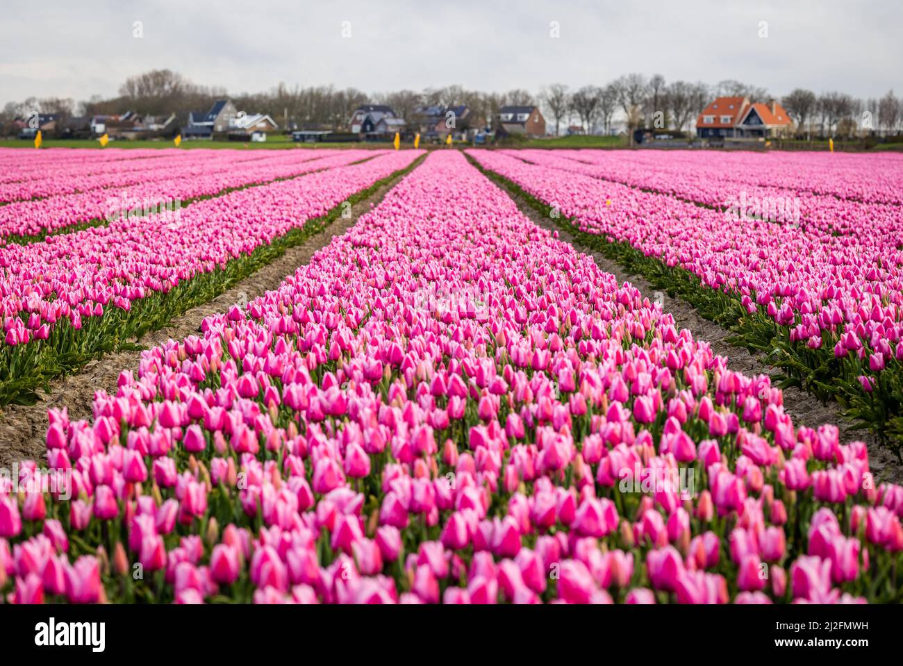 2022-03-31 08:10:33 31-03-2022, Zuid-Beijerland - Tulip fields in bloom on a field in Zuid-Beijerland. The tulips bloom early this year due to the beautiful sunny weather. Photo: ANP / Hollandse Hoogte / Jeffrey Groeneweg netherlands out - belgium out Stock Photo