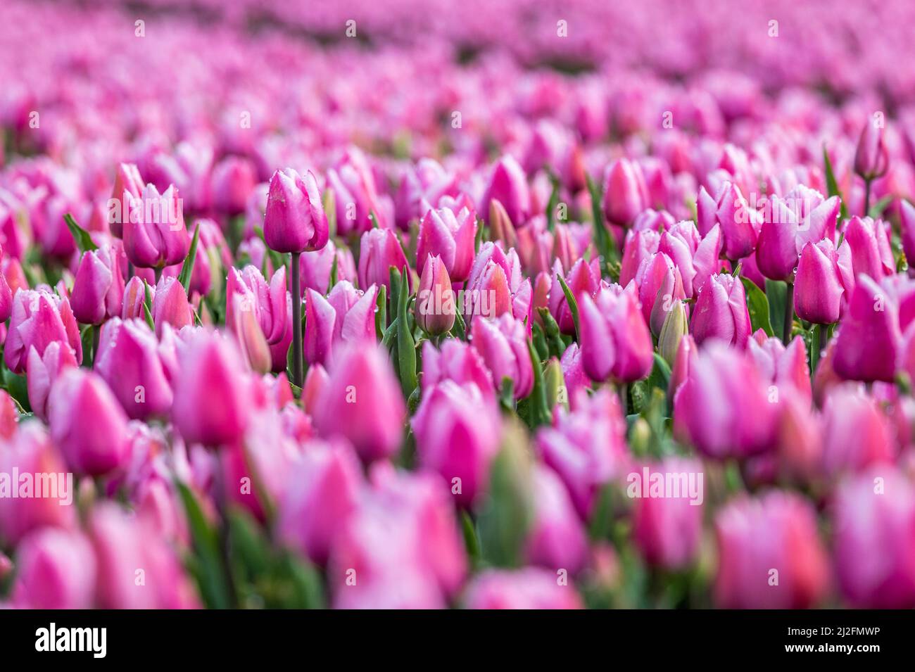 2022-03-31 08:09:32 31-03-2022, Zuid-Beijerland - Tulip fields in bloom on a field in Zuid-Beijerland. The tulips bloom early this year due to the beautiful sunny weather. Photo: ANP / Hollandse Hoogte / Jeffrey Groeneweg netherlands out - belgium out Stock Photo